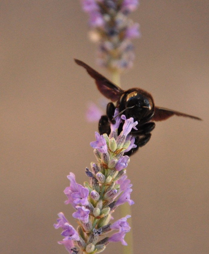 Xylocopa sp.2