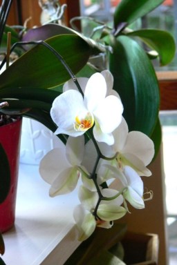 Reflowered orchid