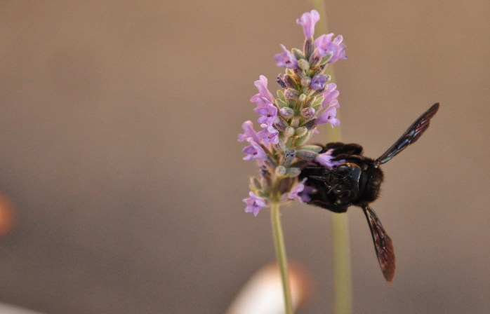 Xylocopa sp