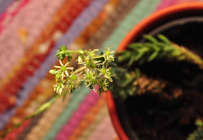 Flowering succulent