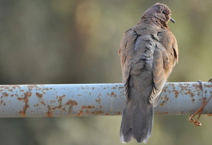 mourning dove