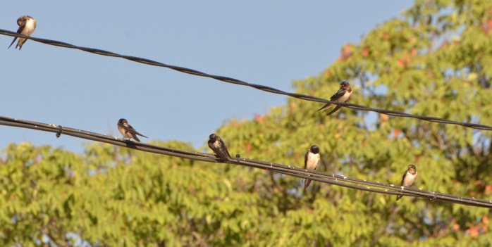 fresno del torote swallow