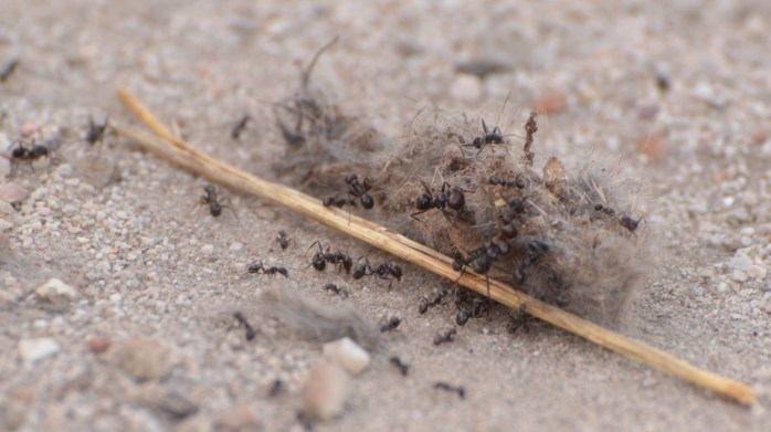 ant rabbit carcass fresno del torote