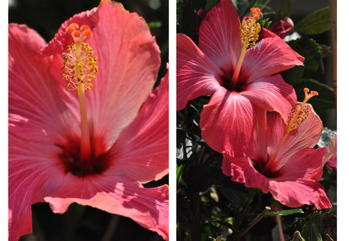 hibiscus flower