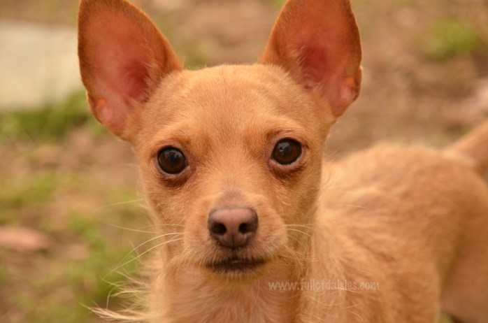 adopciones perros pequeños madrid
