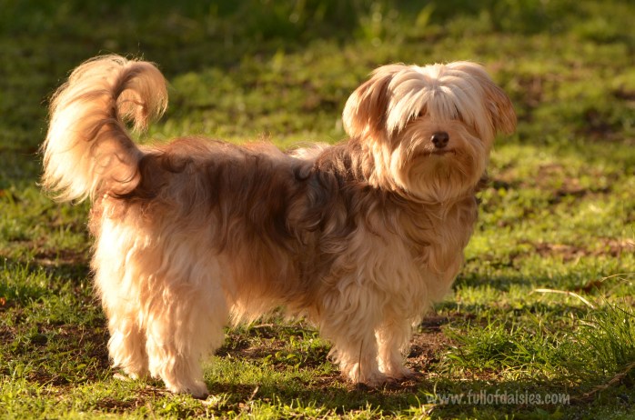 adopciones perros pequeños madrid