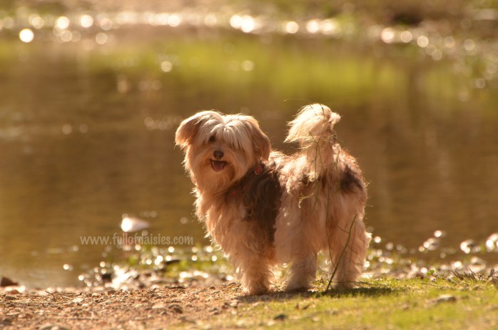 adopciones perros pequeños madrid
