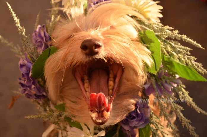 adopciones perros pequeños madrid