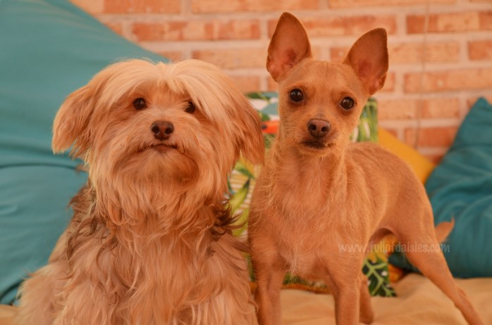 adopciones perros pequeños madrid