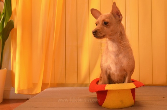 adopciones perros pequeños madrid