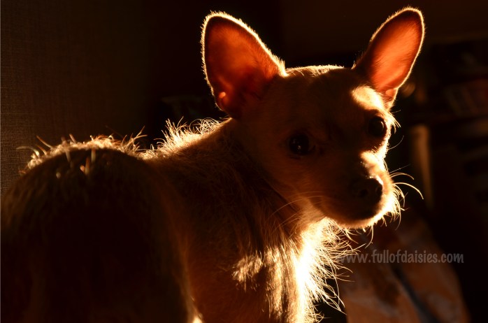 adopciones perros pequeños madrid