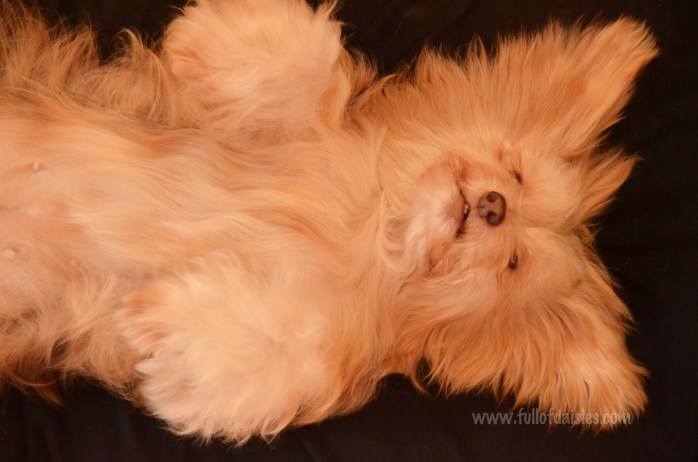 adopciones perros pequeños madrid