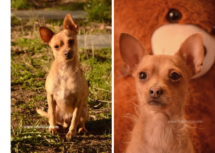 adopciones perros pequeños madrid