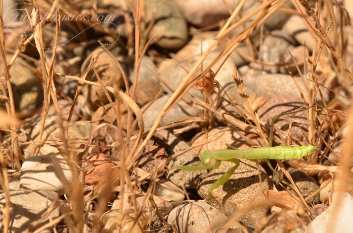 Delta del Llobregat praying mantis