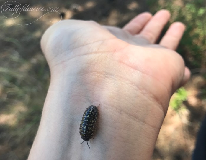 woodlice Delta del Llobregat